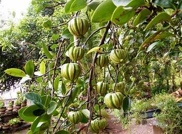 An Introduction to Garcinia Cambogia