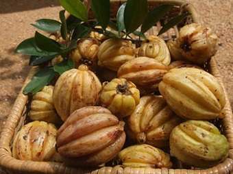 An Overview of Garcinia Cambogia